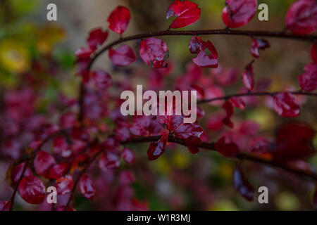 Colorful leaves of a bush in the autumn, Allgaeu, Bavaria, Germany Stock Photo