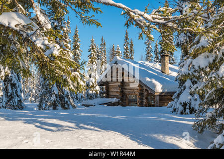 cosy log cabin in conifer forest, Luosto, finnish Lappland Stock Photo