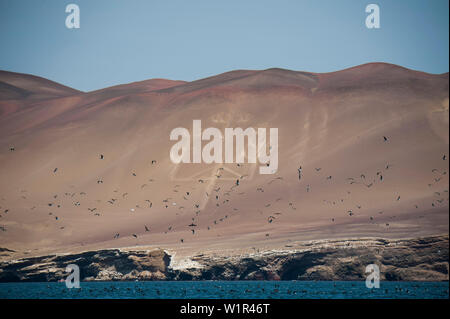 Blue-footed boobies (Sula nebouxii) fly and dive in front of a backdrop of the Paracas Candelabra (also Candelabra of the Andes), a geoglyph nearly 60 Stock Photo