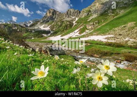 Alpine anemones with Cottian Alps in background, valley Val Varaita, Cottian Alps, Piedmont, Italy Stock Photo