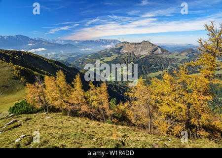 Larch trees in autumn colours with Schmittenstein in background, from Hoher First, Salzkammergut, Salzburg, Austria Stock Photo