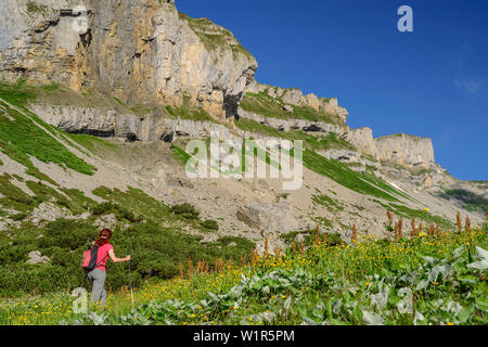 Woman hiking through meadow with flowers, Hoher Ifen in background, Hoher Ifen, Allgaeu Alps, valley of Walsertal, Vorarlberg, Austria Stock Photo