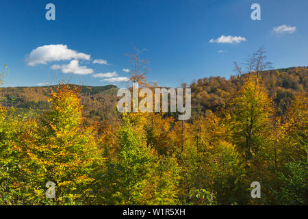 Forest in autumn, near Olsberg, Rothaarsteig hiking trail, Rothaar mountains, Sauerland, North Rhine-Westphalia, Germany Stock Photo