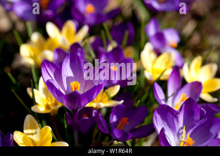 Violet and yellow crocus flowers blooming in early spring near Frankenau, Hesse, Germany, Europe Stock Photo