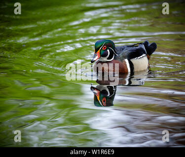 Male Wood Duck, or Carolina Duck (Aix sponsa) on water, Manitoba, Canada. Stock Photo