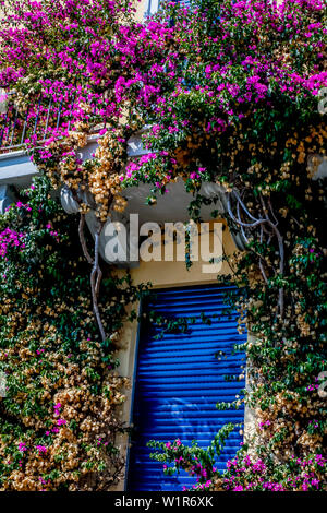 rhododendron flowers in Monterosso al Mare, province of La Spezia, Cinque  Terre, Liguria, Italy, Europe Stock Photo - Alamy