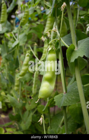 Pea plant with pods in a kitchen garden in summer Stock Photo