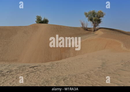 Several isolated desert poplar-Populus euphratica trees. Keriya county-Xinjiang-China-0282 Stock Photo