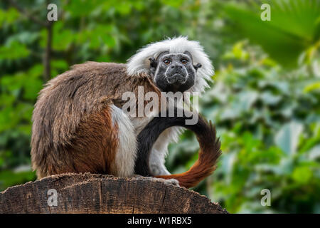 Cotton-top tamarin / cotton-headed tamarin / crested tamarin (Saguinus oedipus) native to tropical forests in northwestern Colombia, South America Stock Photo