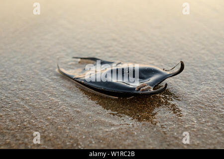 Mermaids purse , Lesser spotted catshark, Scyliorhinus caniculus , on beach  strandline Kimmeridge Dorset UK October Stock Photo - Alamy