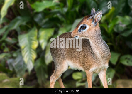 Kirk's dik-dik (Madoqua kirkii) male, small antelope native to Eastern Africa Stock Photo