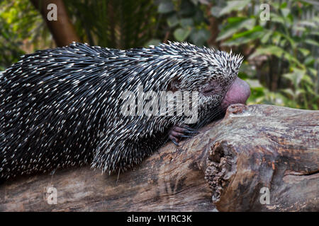 Brazilian porcupine (Coendou prehensilis) sleeping in tropical forest, native to Brazil, Argentina, Venezuela, the Guyanas, Bolivia and Trinidad Stock Photo