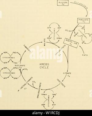 Kreb Cycle Diagram