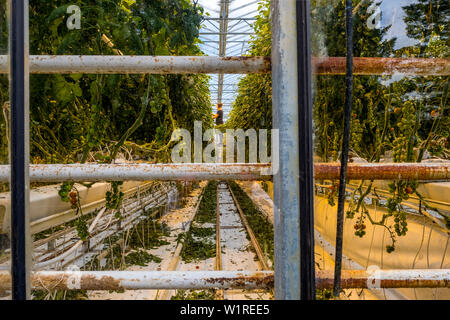 Icelandic greenhouse growing tomato plants with a worker harvesting some of the fruits. Stock Photo