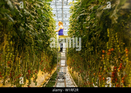 Icelandic greenhouse growing tomato plants with a worker harvesting some of the fruits. Stock Photo