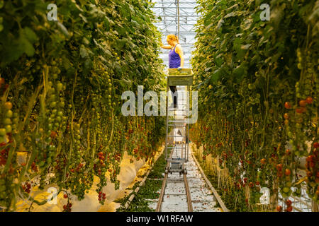 Icelandic greenhouse growing tomato plants with a worker harvesting some of the fruits. Stock Photo