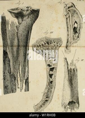 Archive image from page 62 of De penitiori ossium structura commentarius Stock Photo