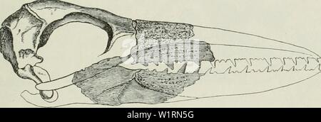 Archive image from page 72 of Dansk ornithologisk forenings tidsskrift (1907). Dansk ornithologisk forenings tidsskrift  danskornithologi07dans Year: 1907 63 leder overhovedet har været saa forkrøblet, at DoUos Lov kunde bringes til Anvendelse overfor den. En mikroskopisk Under- søgelse, som mulig kunde bevise dette, foreligger ikke. Dollos Lov har bragt en værdifuld Uddybelse af Darwins Evolutionslære. Darwin siger jo, at under Individernes Kamp med Omgivelserne (struggle for life) vil de Former, der paa alle Maader bedst har kunnet tillempe sig efter Omgivelserne og derved har udviklet sig k Stock Photo