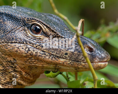 Asian water monitor - Varanus salvator also common water monitor, large varanid lizard native to South and Southeast Asia (kabaragoya, two-banded moni Stock Photo