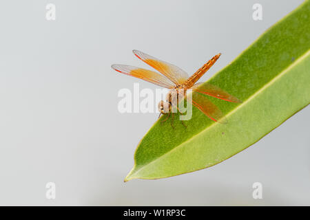 Brachythemis contaminata  ditch jewel, is a species of dragonfly in the family Libellulidae. It is found in many Asian countries, small dragonfly with Stock Photo