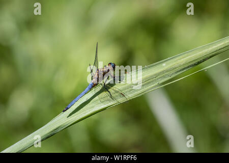 Dragonfly, belonging to the infraorder Anisoptera, side view Stock Photo