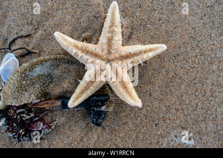 white starfish on a sandy beach Stock Photo