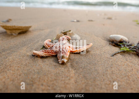 red starfish on the sandy beach with shells on the sandy beach Stock Photo