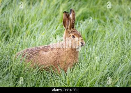 Wild hare beautiful close up in evening sun. Stunning detail of the brown hare (Lepus europaeus) photographed in Dorset on a little country lane in th Stock Photo