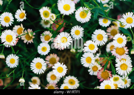 Many white daisies in the meadow top view. Top view and flowers closeup. White and pink daisies. Stock Photo