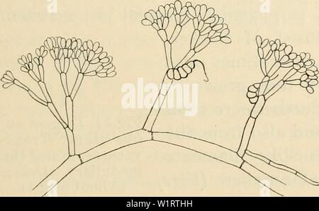 Archive image from page 78 of Dansk botanisk arkiv (1913-1981). Dansk botanisk arkiv  danskbotaniskark03dans Year: 1913-1981 only in the summits of the frond is it not so complete allowing the red-brown tips of the assimilating filaments to protrude. Also the cystocarps project above the calcareous layer and are seen in the fruiting specimens as dark red dots (comp. fig. 71). The assimilating filaments have, as pointed out by J. Agardh, a corymbiform outhne (Fig. 72). They reach a length of about 200/ or somewhat more. They are 4—5 times repea- tedly forked. The uppermost cells are pearshaped Stock Photo