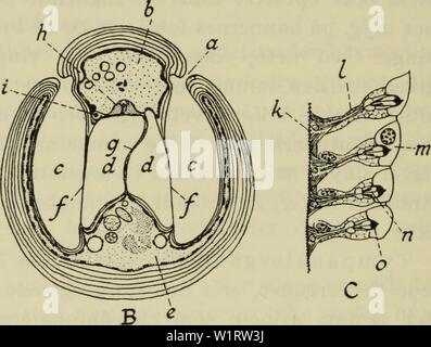 E A A P O A C E A W I I E ª A W E A W ª O W E C 1907 Http Www Sovsekretno Ru App Webroot Files Image 01 12 Shylgin2 Jpg Unknown Author Stock Photo Alamy