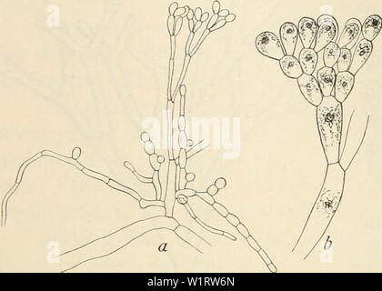 Archive image from page 79 of Dansk botanisk arkiv (1913-1981). Dansk botanisk arkiv  danskbotaniskark03dans Year: 1913-1981 72 Dansk Botanisk Arkiv, Bd. 3. Nr. 1.    middle of the assimilating filaments (Fig. 72). Besides the car- pogonial cell with the trichogyne it consists most commonly of 4 cells (Fig. 75 b), sometimes of 3 only. The branch is compara- tively thick, the diameter reaching often a length of 22//. After fecundation the carpogonial cell is divided by a transverse wall into two cells from the uppermost of which the sporogenous fila- ments grow out (Fig. 75 a), while the lowest Stock Photo