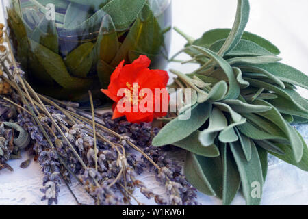 Green sage leaves and lavender flower, fresh herbs from the garden for essential oil or macerate preparation Stock Photo