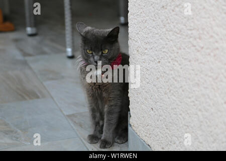 The Pets - The Beautiful grey cat angry. Stock Photo