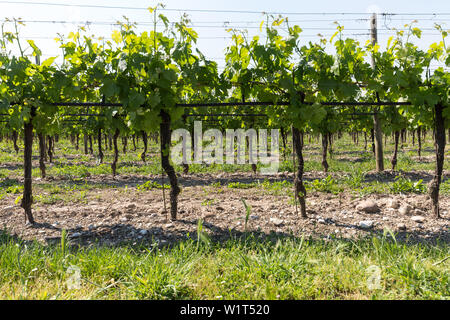 Vineyards in the Valpolicella region in Italy Stock Photo