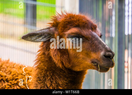 cute closeup of the face of a brown alpaca, popular pet on the animal farm, tropical animal specie from America Stock Photo