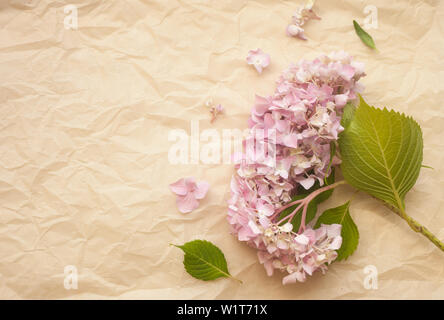 Hydrangea pink flowers composition against crumpled paper trendy background. Flat lay, copy space. Stock Photo