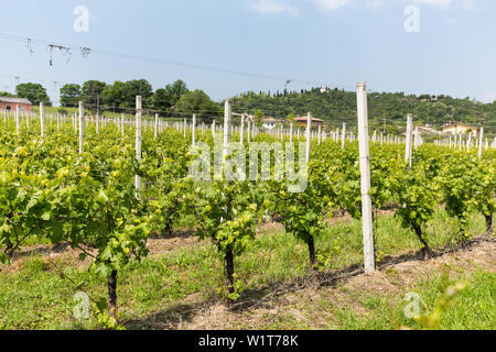 Vineyards in the Valpolicella region in Italy Stock Photo