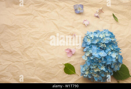 Hydrangea blue flowers composition against crumpled paper trendy background. Flat lay, copy space. Stock Photo
