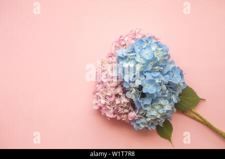 Hydrangea pink and blue flowers composition against pink minimal trendy background. Flat lay, copy space. Stock Photo