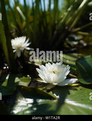 Washington Usa 3rd July 2019 Lotus Seed Pods Are Seen At