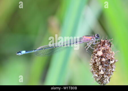 Female blue tailed damselfly (Ischnura elegans form rufescens) at rest on a flower seed head Stock Photo