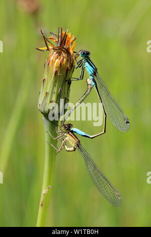 A pair of blue tailed damsel flies (Ischnura elegans) mating in the wheels position on a dandelion (Taraxacum) flower bud Stock Photo