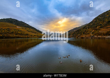 Group of ducks swimming in the Douro River near the village of Pinhao, Portugal. Stock Photo
