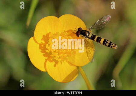A long Hover fly (Sphaerophoria scripta) on a bright yellow creeping buttercup (Ranunculus repens) flower Stock Photo