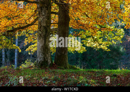 Beech an oak in fall, Fagus sylvatica, Quercus robur, Upper Bavaria, Germany, Europe Stock Photo