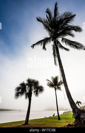 Palm trees in the morning mist at Ostego Bay, Fort Myers Beach, Florida, USA Stock Photo