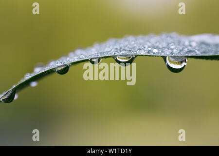 dew on reed, drops of water, Germany Stock Photo