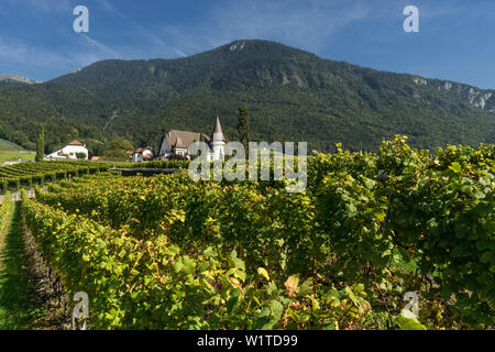 Chateau Maison Blanche, Vineyards , Yvorne, Lavaux region, Lake Geneva, Swiss Alps, Switzerland Stock Photo