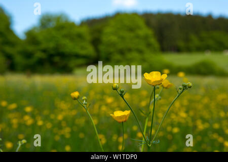 Close-up of a meadow buttercup flower (Ranunculus acris) blooming in a field near Frankenau, Hesse, Germany, Europe Stock Photo